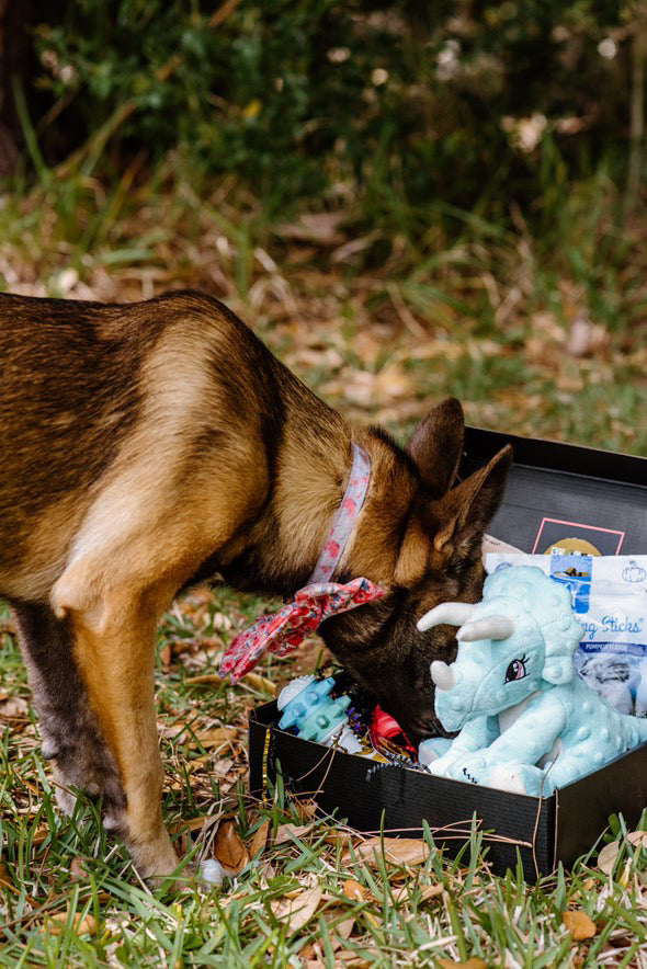 Welcome Home Puppy Box