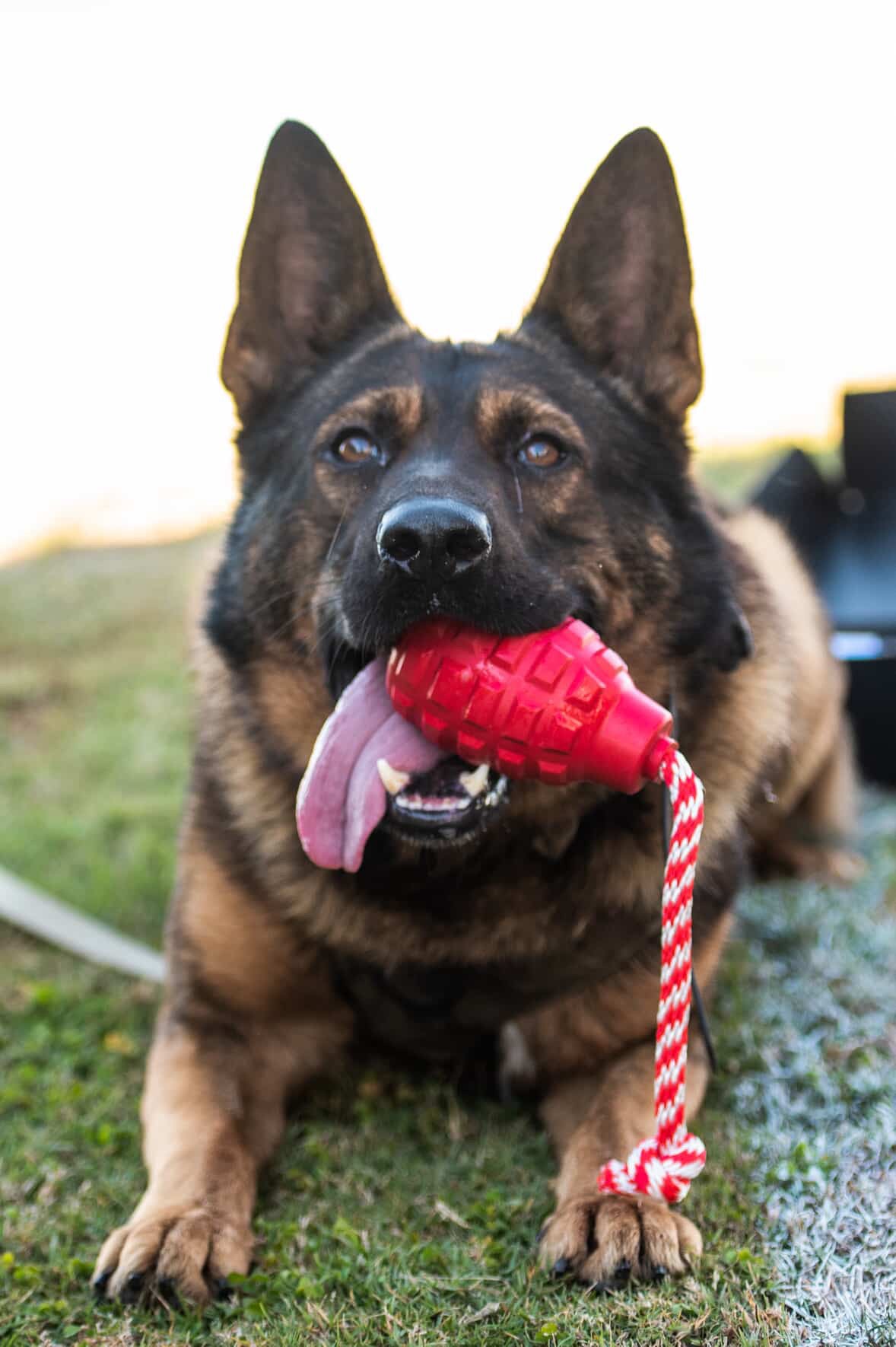 USA-K9 Grenade Reward Toy